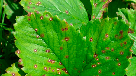 Peca de la hoja en Planta de fresa