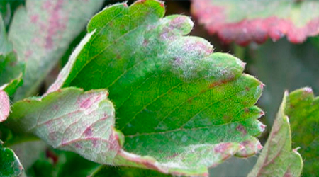 Cenicilla en hoja de planta de Fresa