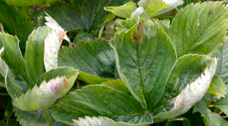 Cenicilla, Enfermedad en hoja de planta de Fresa