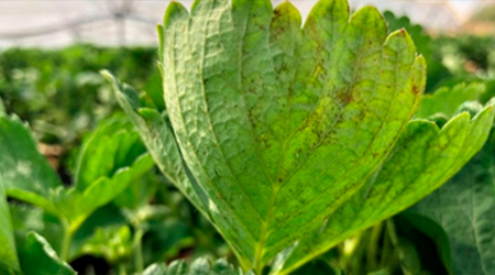 Cenicilla en hoja de planta de Fresa
