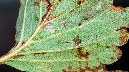 Enfermedades mas comunes en el Cultivo de Fresa: Mancha angular