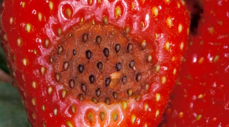 Enfermedades mas comunes en el Cultivo de Fresa