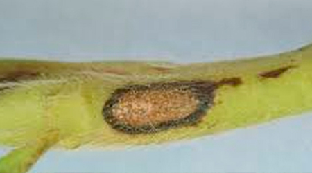 Antracnosis en tallo de fresa