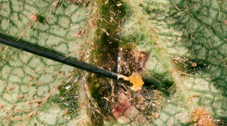 Enfermedades mas comunes en el Cultivo de Fresa: Mancha angular