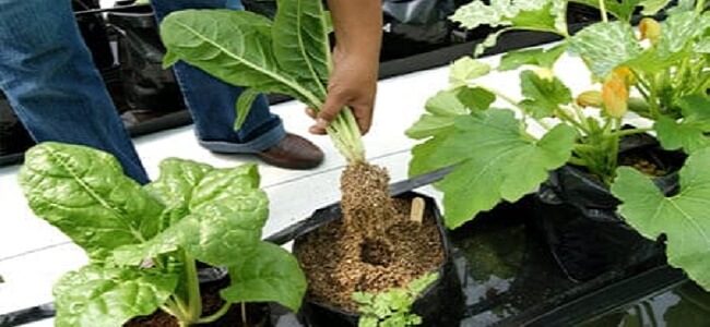 Cultilvo hidropónico de hortalizas como acelgas cultivo por hidroponia