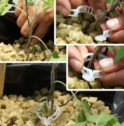 tutoreo de planta con arafia y anillo