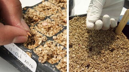 Colocacion de semillas en charola de germinación con vermiculita