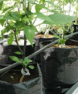 cultivo de jitomate