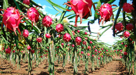 Cultivo de Pitahaya