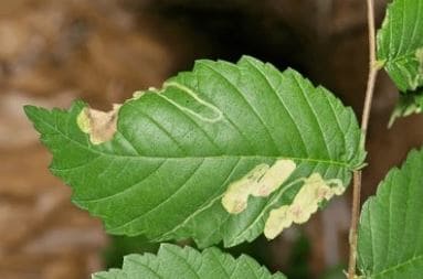 Minador de la hoja
