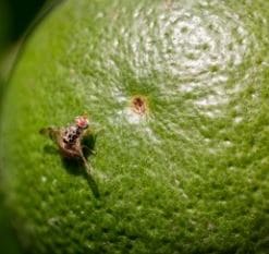 Mosquita de lafruta