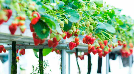 Cultivo de fresa en NFT
