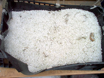Perlita Usada
