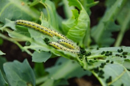 Plaga larva de col
