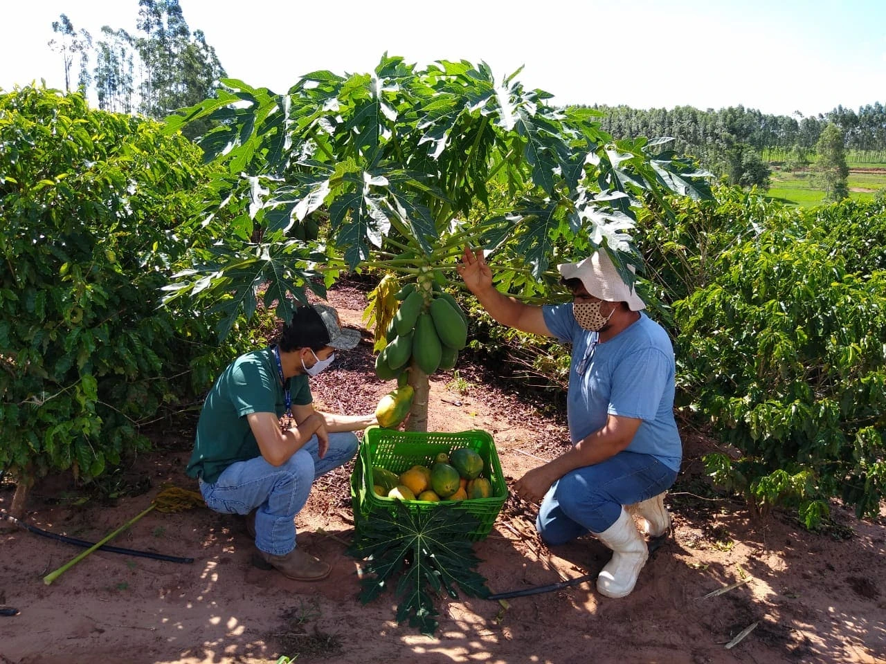 Proceso cosecha de Papaya