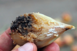 Pudricion de los Bulbos de Ajo