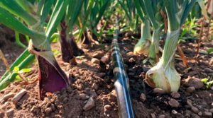 Riego por goteo en cultivo de cebolla 