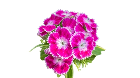 Semilla de Clavel de China Doble Variado