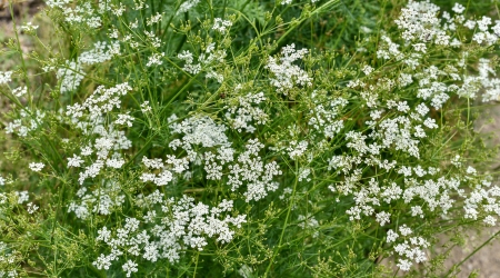 comino negro, semilla negra, alcaravea negra, Cuminum cyminum, Apiaceae