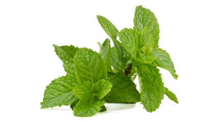 hierbabuena, yerbabuena, menta de jardín, Mentha spicata