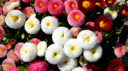 margarita botoncitos, Bellis perennis, flores en forma de botón, flores blancas, flores rosas