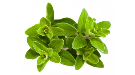 mejorana, Origanum majorana, hierba aromática, orenga, mayorana