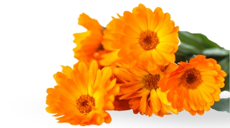 mercadela, caléndula, Calendula officinalis, semillas de caléndula, flores naranjas, flores amarillas, flores cálidas