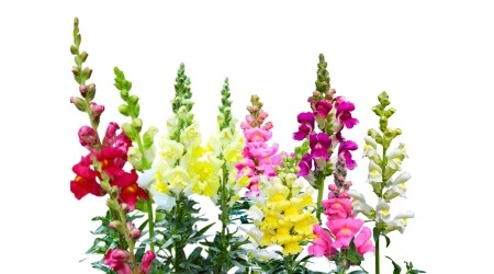 Perritos Gigantes, Anthirrinum majus, plantas ornamentales, espigas gigantes