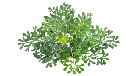 Ruta graveolens, Rutaceae, ruda, lula wamal