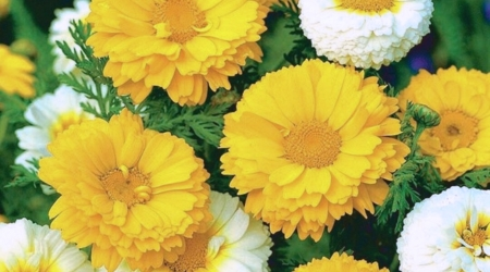 flor crisantemo, semilla de crisantemo, flores amarillas, flores blancas, crizantemo