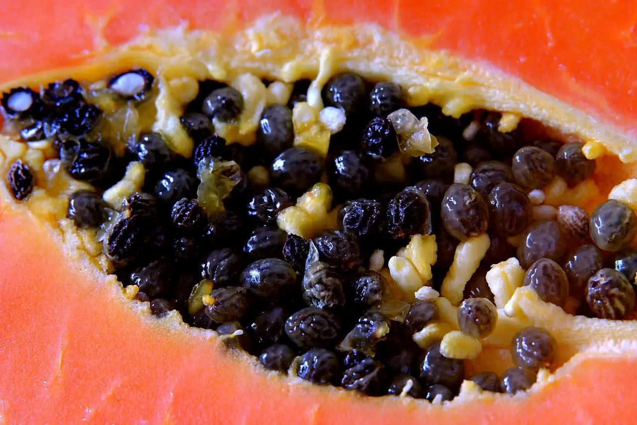 Guía Completa para el Cultivo de Papaya: Hidroponía y Tierra