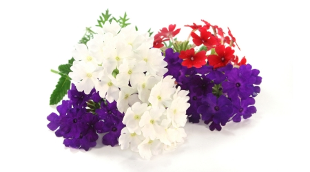 Verbena, semilla de verbena, Verbena officinalis, planta ornamental, flores coloridas, flores moradas, flores rosas, flores blancas