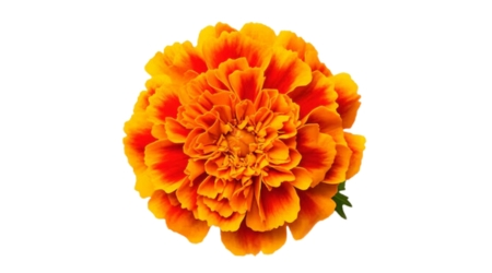 Semilla de Cempasúchil, Cempasúchil Enano, Flores de cempasúchil, Día de Muertos, flor de muerto, Flor amarilla, flor naranja