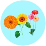 Semillas de Flores para sembrar