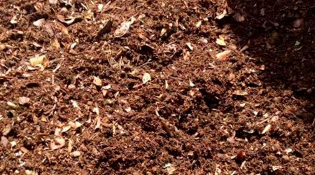Uso de tierra de hoja en Cultivo de Pitahaya