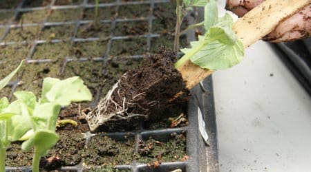 Trasplante de planta de pepino