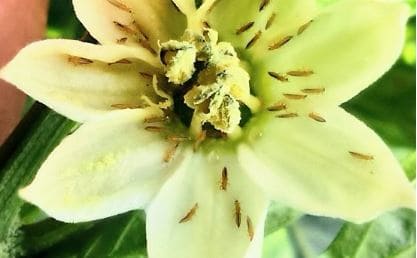 Trips en flor
