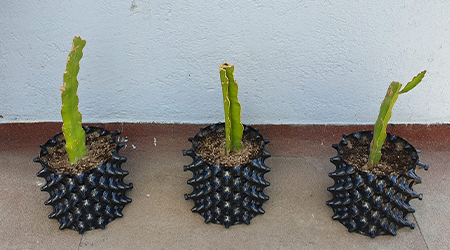 Guía Práctica: Enraizamiento de Esquejes de Pitahaya.