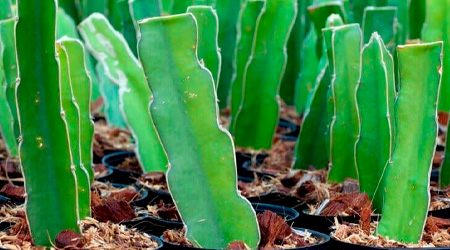 Esquejes de Pitahaya cultivadas en sustrato