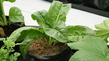 Cultivo de Acelga: Hidroponía y Campo