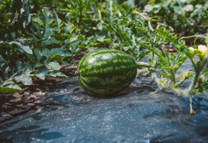 acolchado bicolor para sandia
