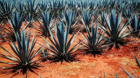 Plagas y enfermedades en agave azul: Identificación y control