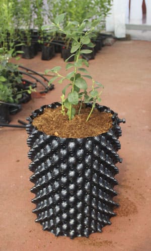 Arándano en maceta air grower