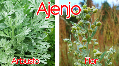 Ajenjo para elaboración de repelente orgánico