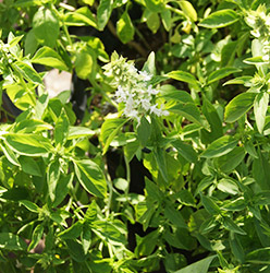 Albahaca