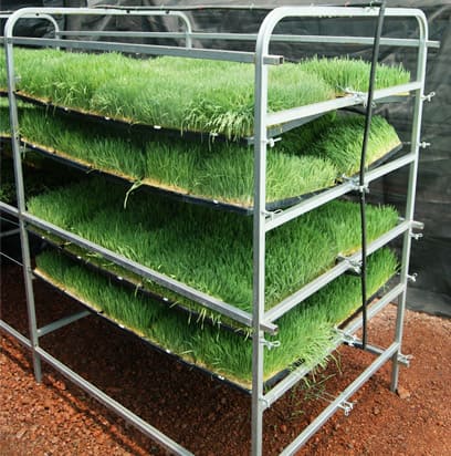 Instalación del sistema de riego para producir FVH en anaqueles