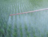 Aplicación Fertilizante en Siembra