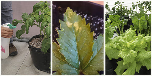 Guía: Fertilizantes foliares: guía de aplicación.