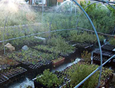 Riego nebulizado para controlar altas temperaturas 
