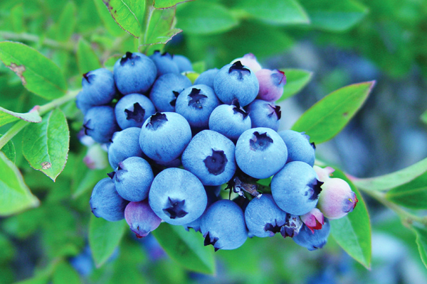Solución Nutritiva para Arándanos: Guía Completa
